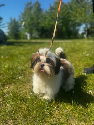 astrid - Shih Tzu