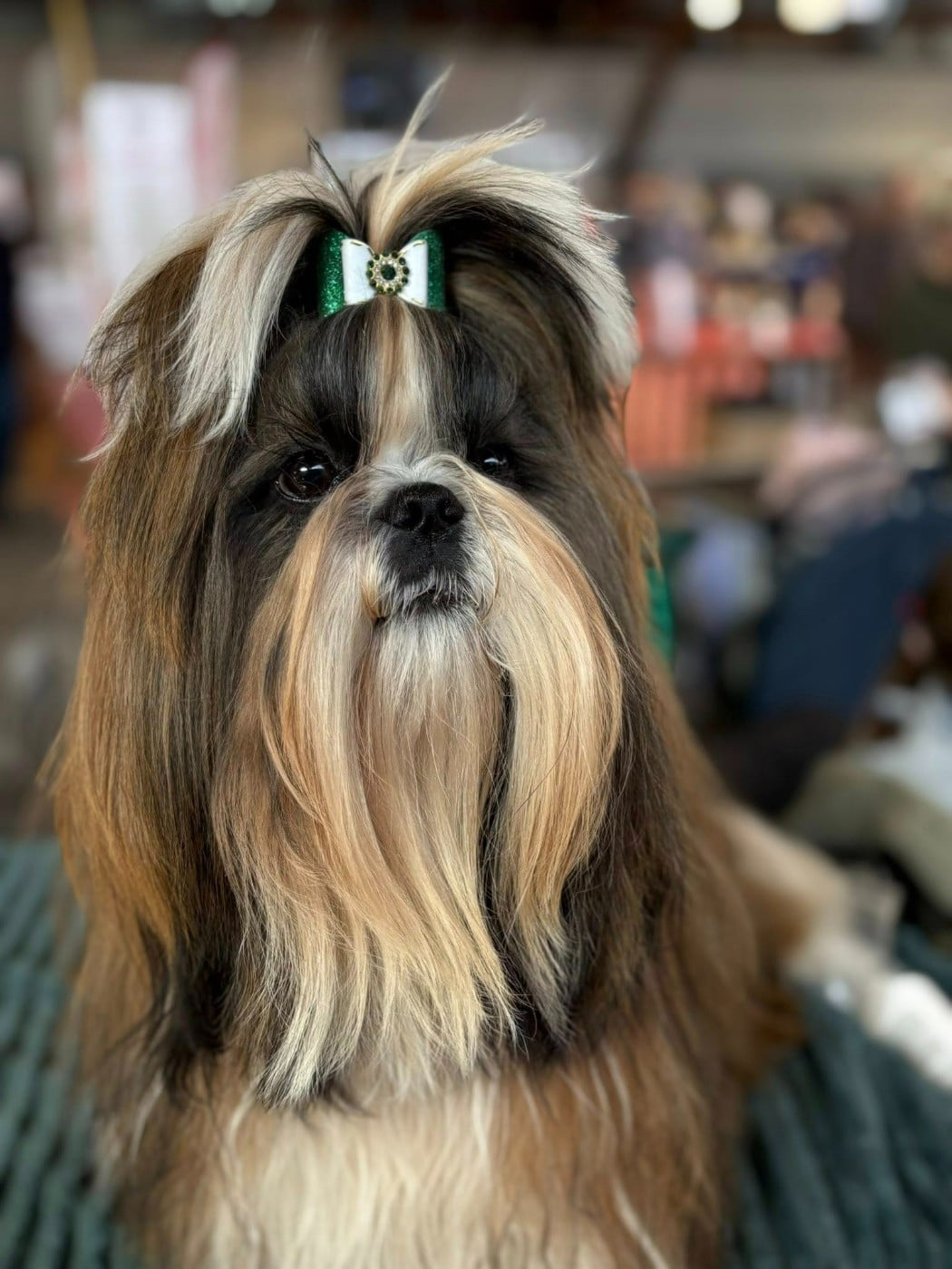 A star is born Les Marcq Aux Poils