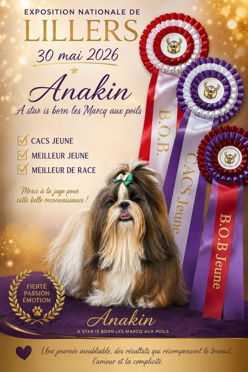 A star is born Les Marcq Aux Poils