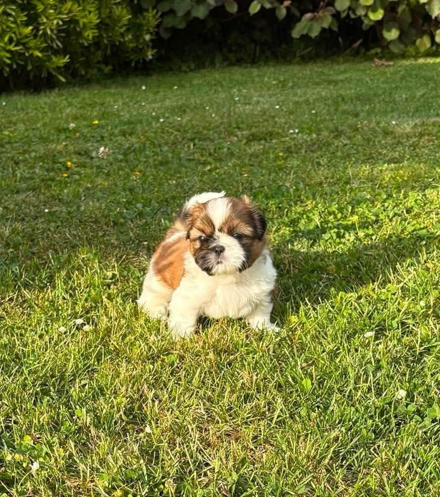 Benji