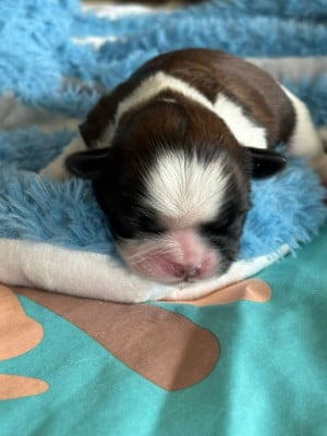 Les chiots de Shih Tzu