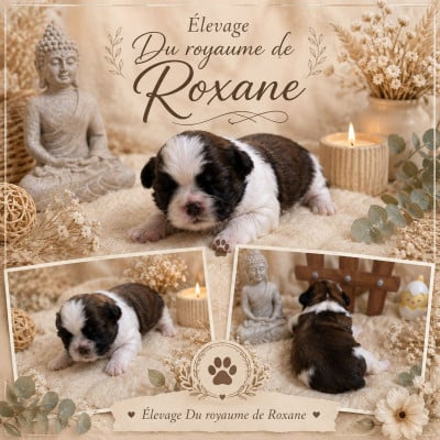 Les chiots de Shih Tzu