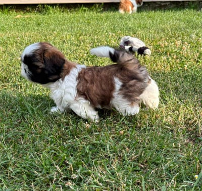 Les chiots de Shih Tzu
