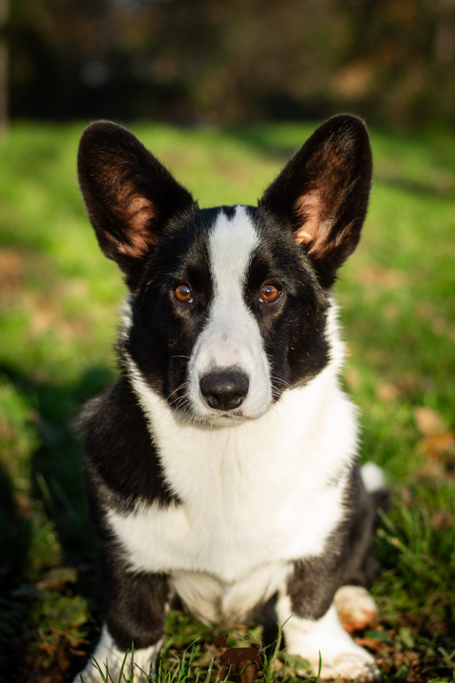 Amba De La Légende De Jupiter