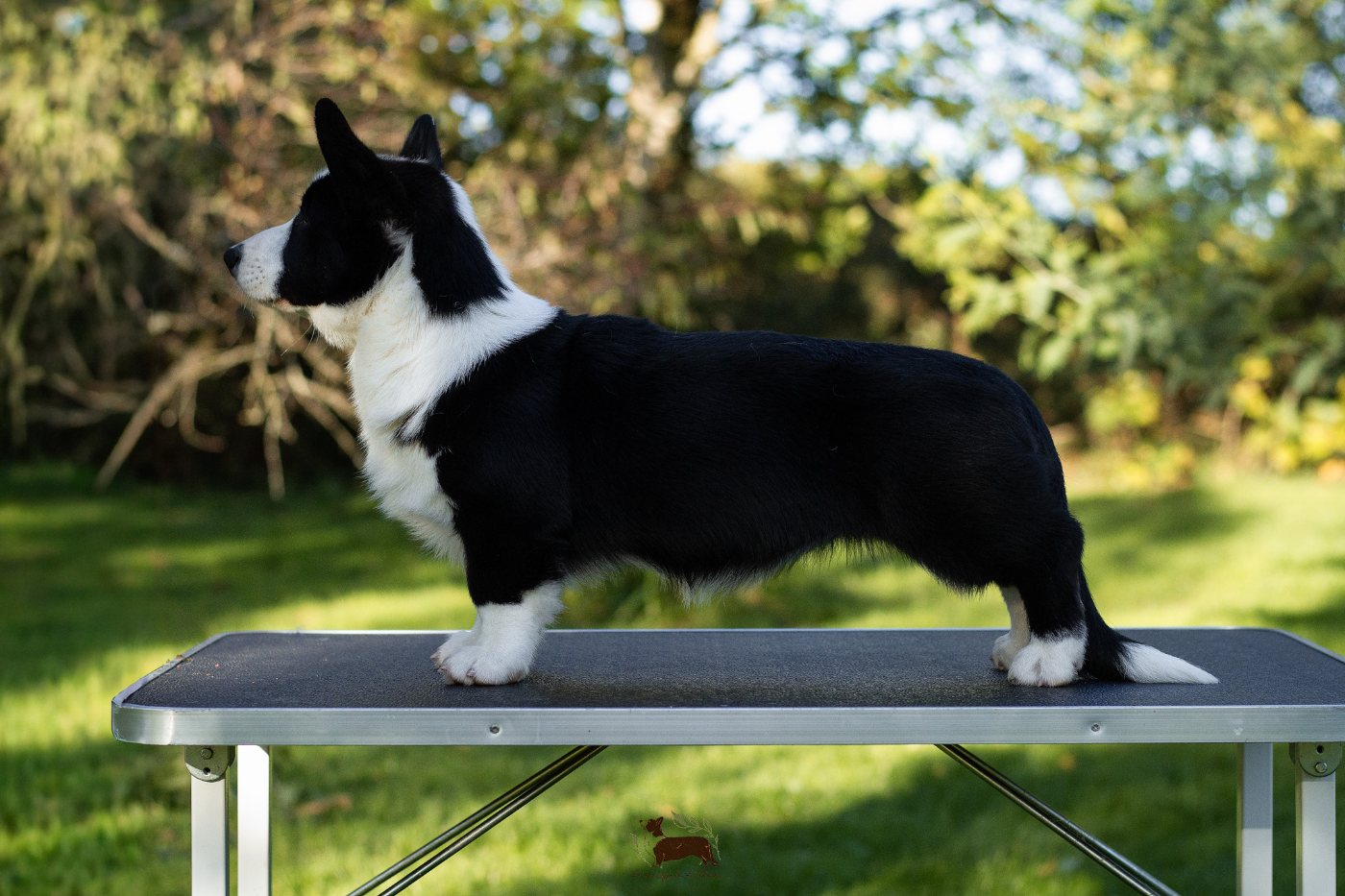 Amba De La Légende De Jupiter