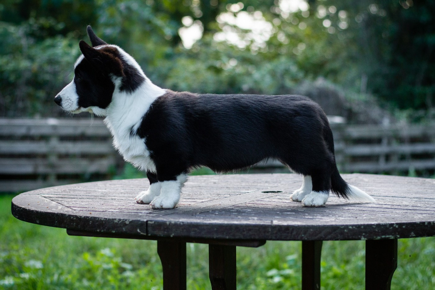 Amba De La Légende De Jupiter
