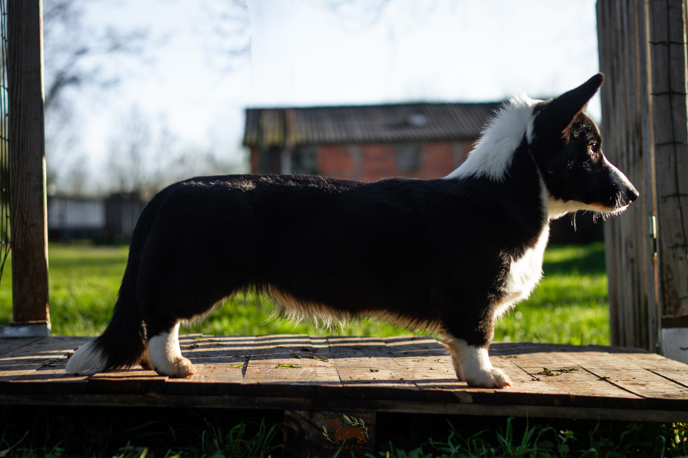 Amba De La Légende De Jupiter