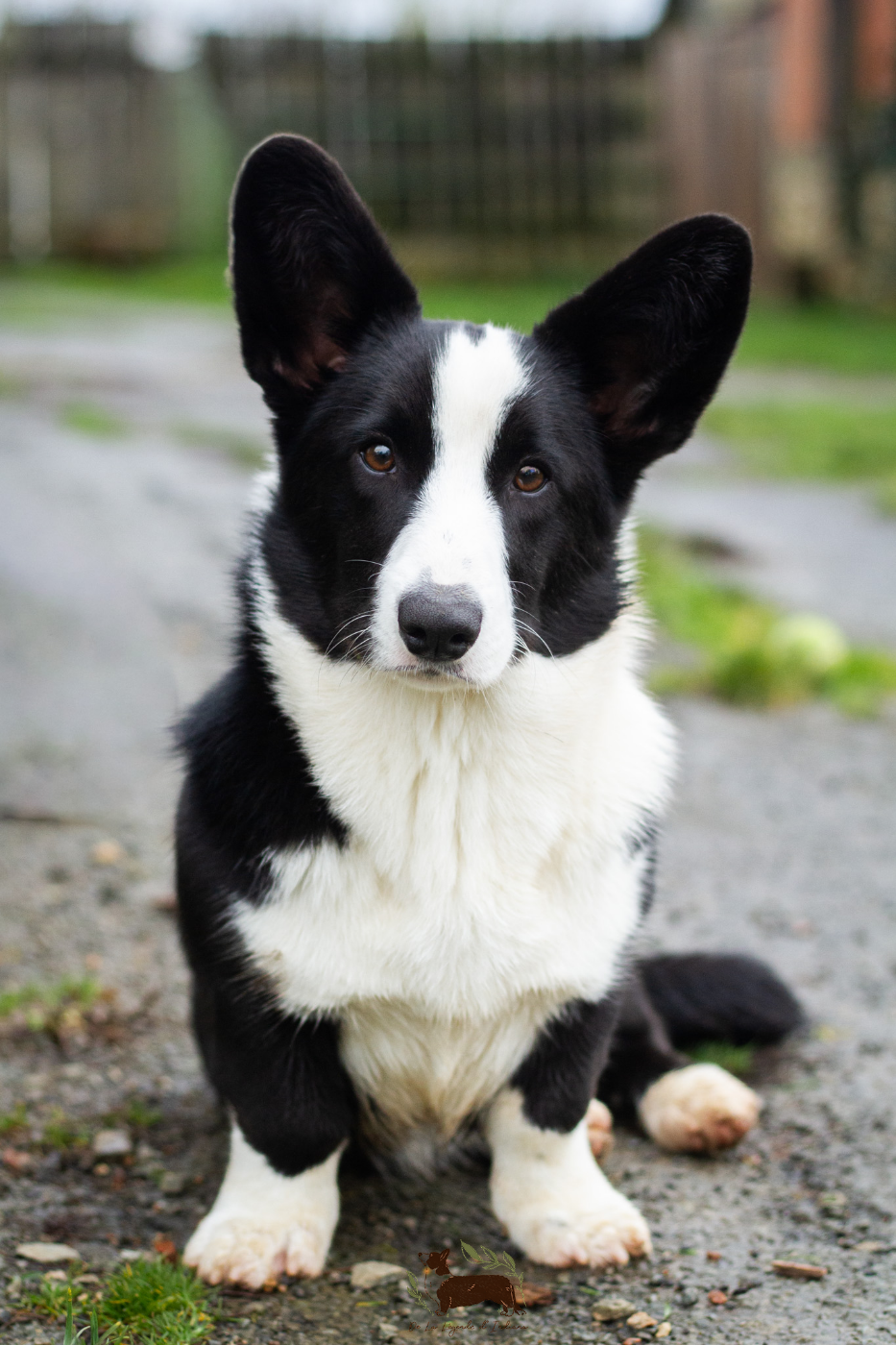 Publication : De La Légende D'Indiana