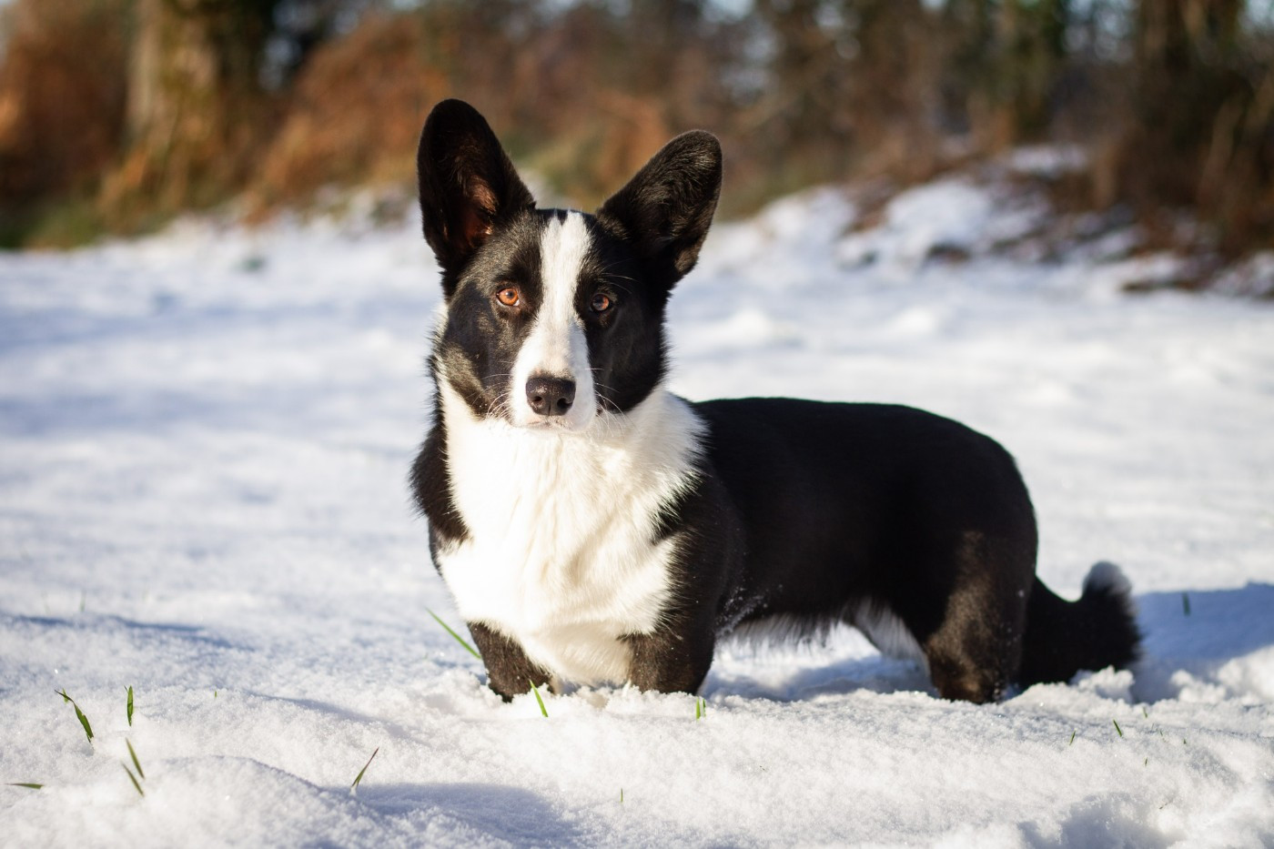 Publication : De La Légende D'Indiana