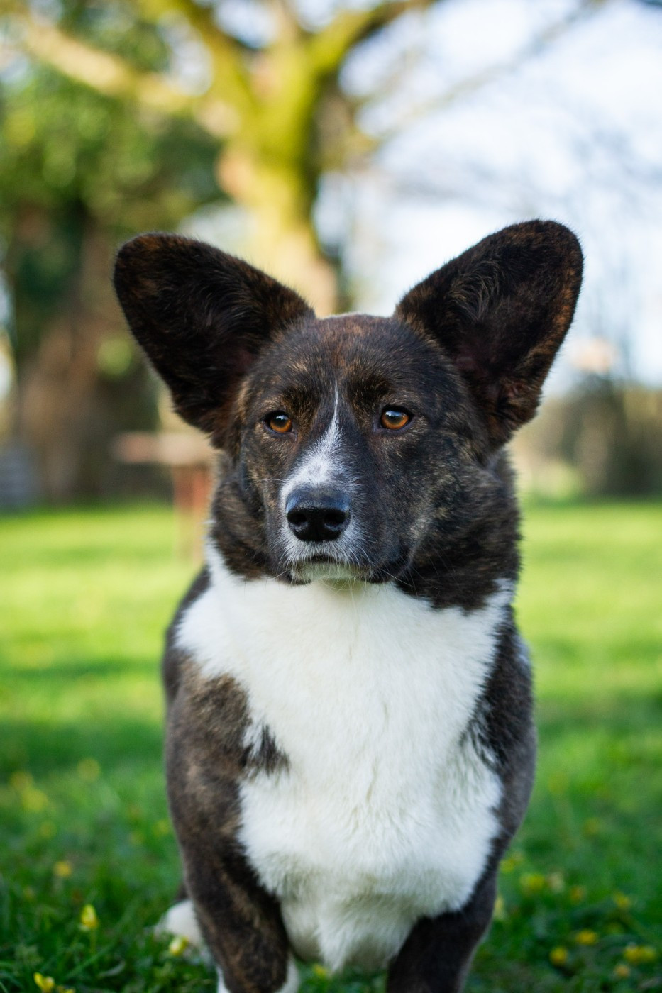 Vakuna De La Légende D'Indiana