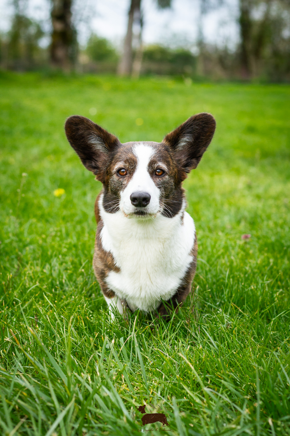 dom corgi Aria Di Mare