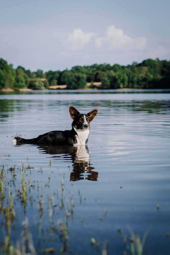 Venus De La Légende D'Indiana