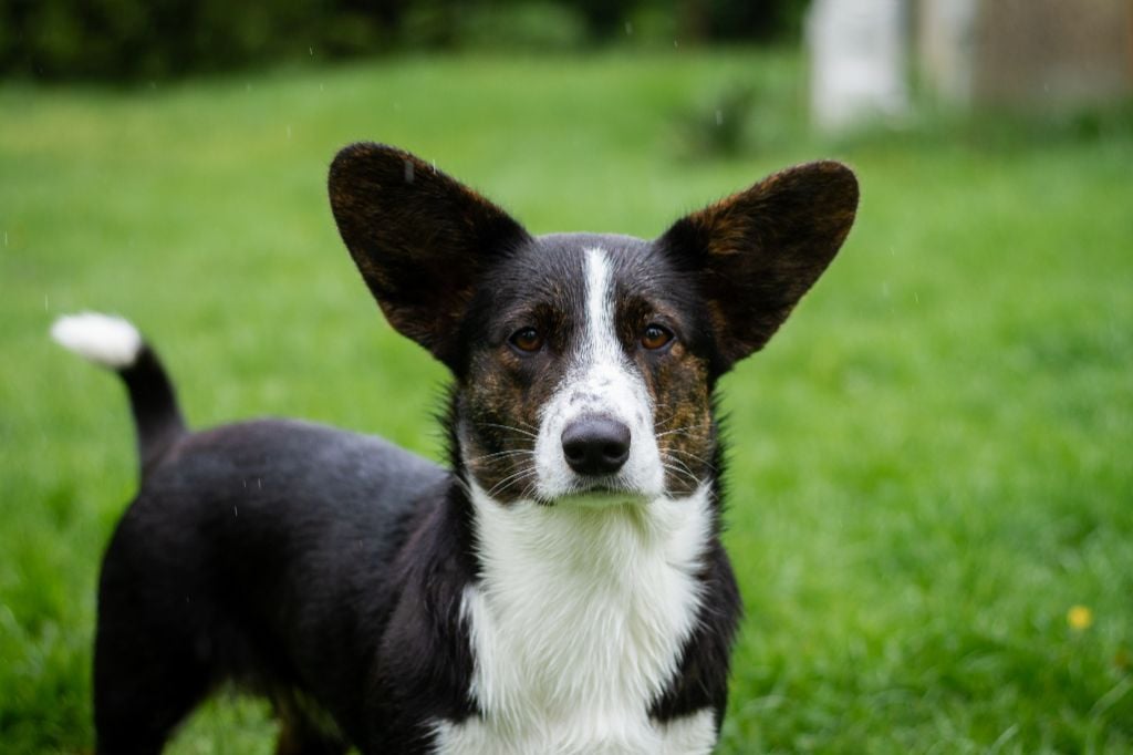 Venus De La Légende D'Indiana