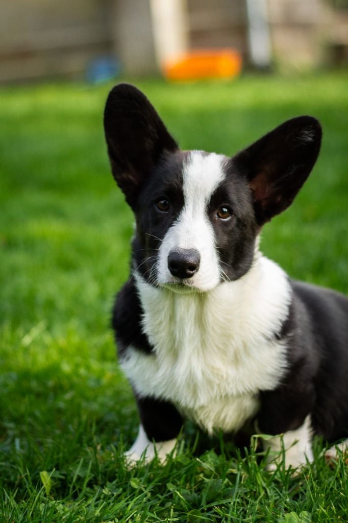 Amba De La Légende De Jupiter