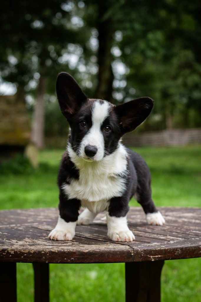 Amba De La Légende De Jupiter
