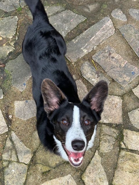 Vulcain devenu Marcel