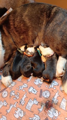 Les chiots de Welsh Corgi Cardigan