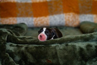 Les chiots de Welsh Corgi Cardigan