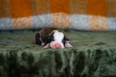 Les chiots de Welsh Corgi Cardigan