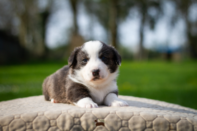 Les chiots de Welsh Corgi Cardigan
