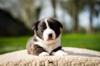 Les chiots de Welsh Corgi Cardigan
