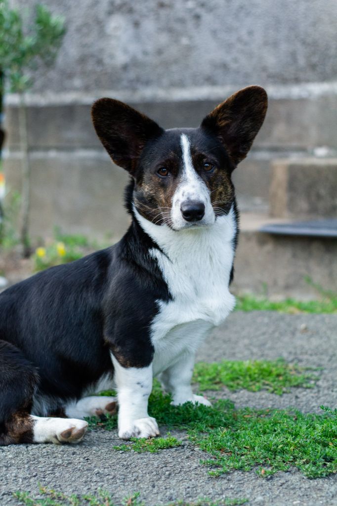 Vénus devenue Vaïna