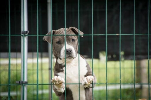 Publication : Kingdom’s Diamond