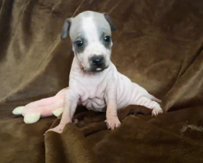 Les chiots de Terrier nu americain