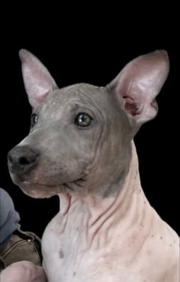 Terrier nu americain