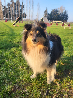 Étalon Shetland Sheepdog - Romy (Sans Affixe)
