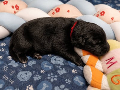 Les chiots de Berger Belge