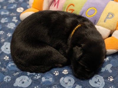 Les chiots de Berger Belge