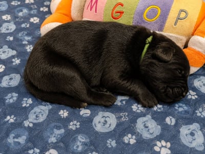 Les chiots de Berger Belge
