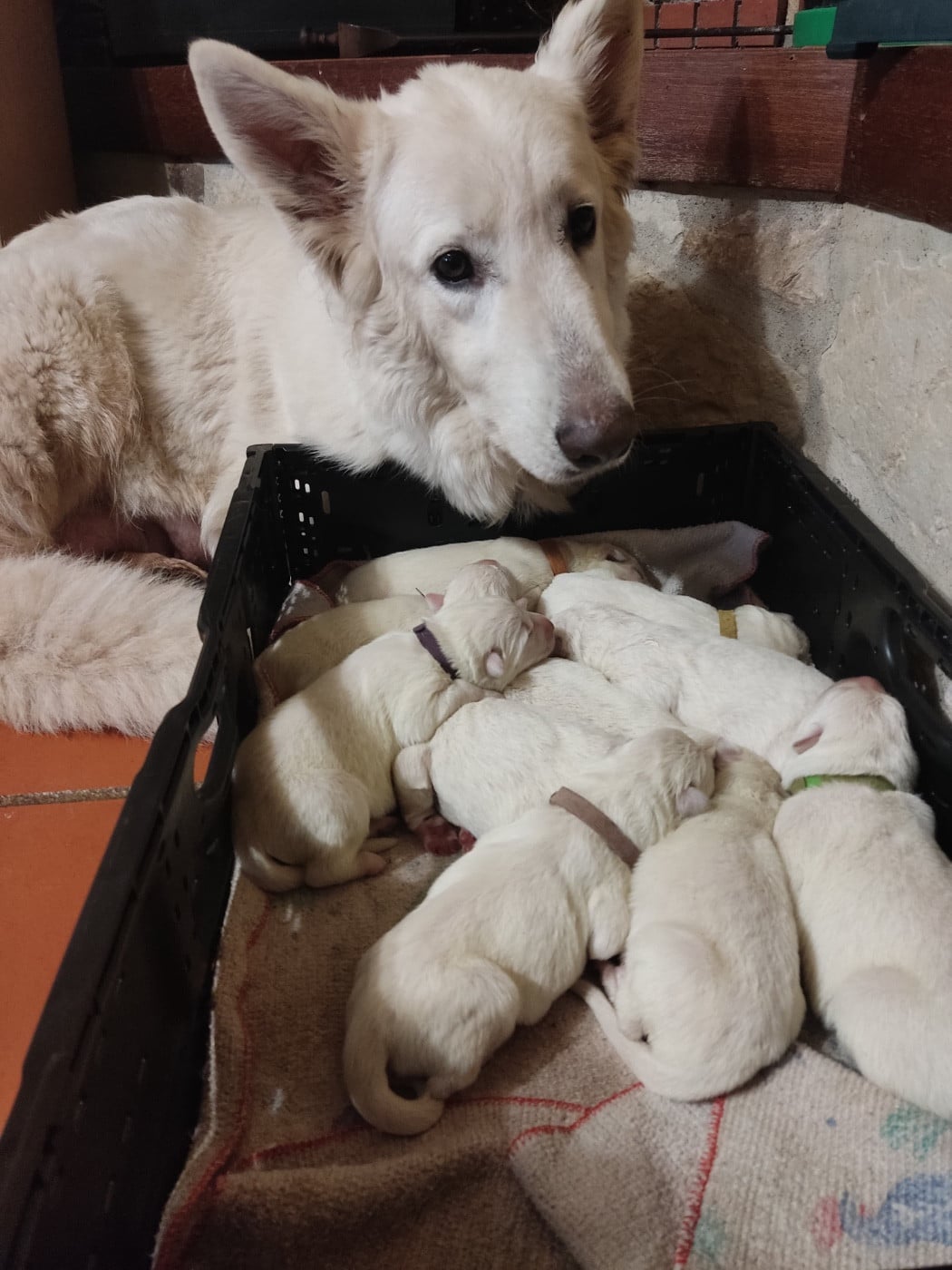 Berger Blanc Suisse - Des Gardiens Aux Deux Ailes