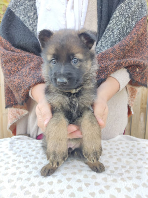 Les chiots de Berger Allemand