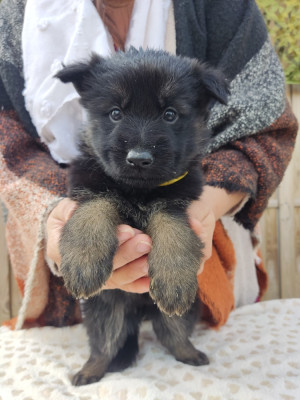 Les chiots de Berger Allemand