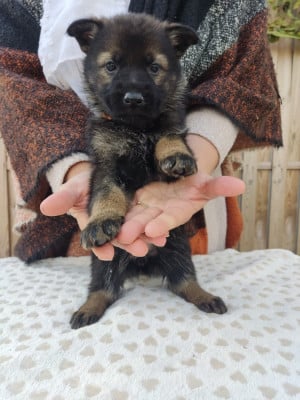 Les chiots de Berger Allemand