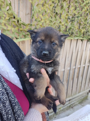 Les chiots de Berger Allemand