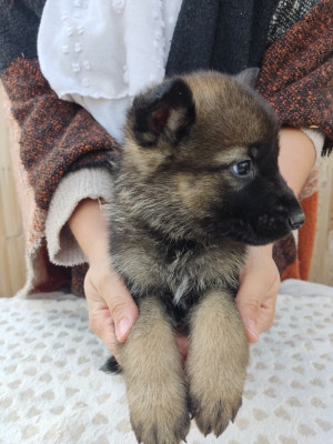 Les chiots de Berger Allemand
