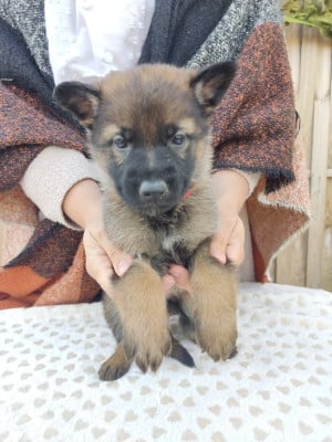 Les chiots de Berger Allemand