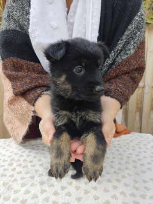 Les chiots de Berger Allemand
