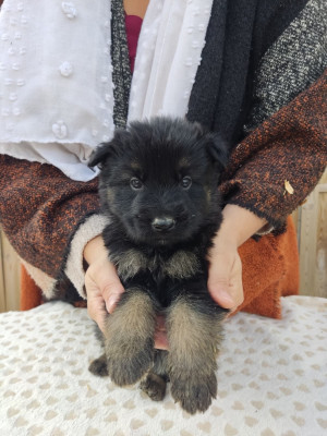 Les chiots de Berger Allemand