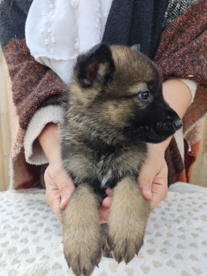 Les chiots de Berger Allemand