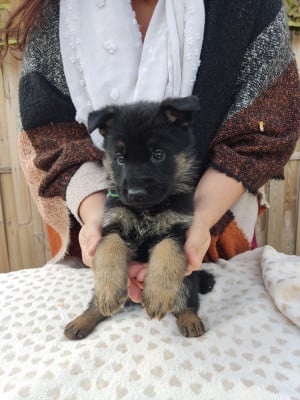 Les chiots de Berger Allemand
