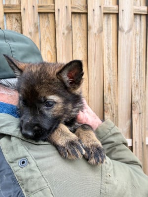Les chiots de Berger Allemand