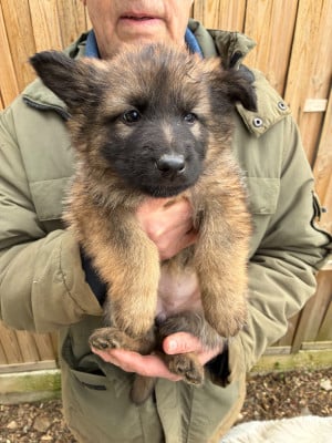 Les chiots de Berger Allemand