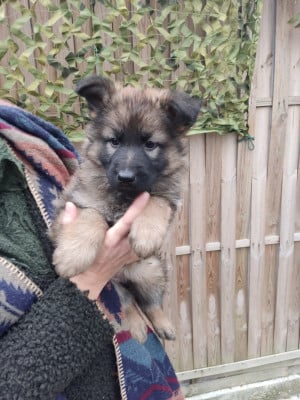 Les chiots de Berger Allemand