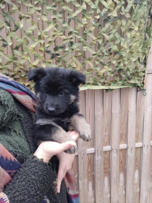 Les chiots de Berger Allemand