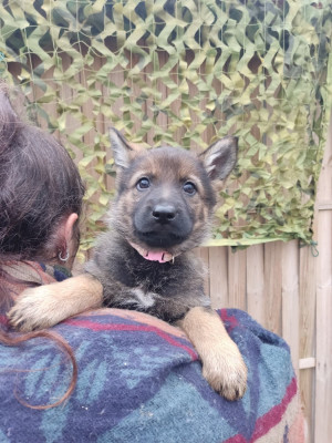 Les chiots de Berger Allemand