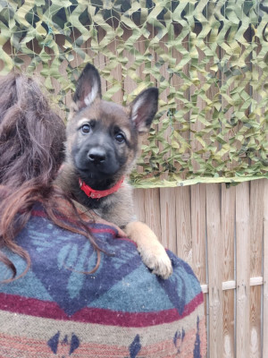 Les chiots de Berger Allemand